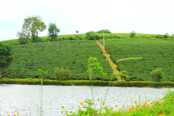 Đầu tư đất Bảo Lộc. Đất nông nghiệp tại Bảo Lộc