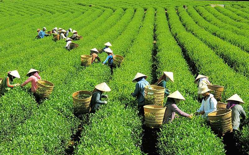 Quy hoạch 866 Bảo Lộc - Đồi chè B'lao nổi tiếng tại Bảo Lộc