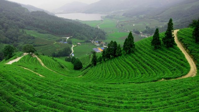 Đất nghỉ dưỡng Bảo Lộc. Sương mù phủ trắng rừng Bảo Lộc