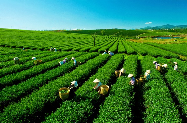 Đất săn mây tại Bảo Lộc - Đồi chè Tâm Châu