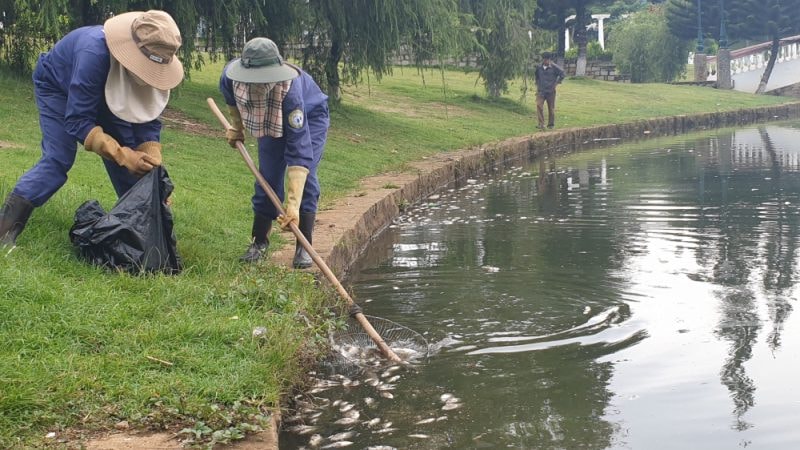 Hồ Đồng Nai Bảo Lộc. Cá chết bất thường tại hồ Đồng Nai