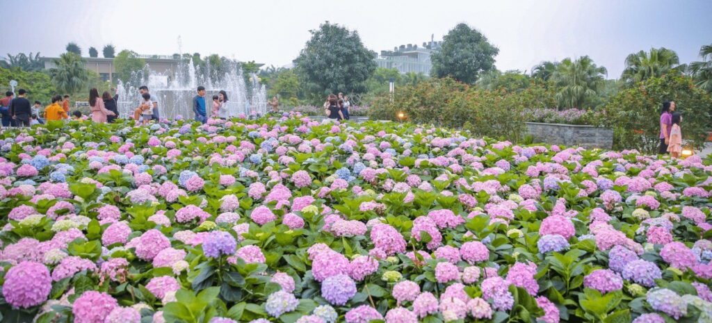 Khí hậu Bảo Lộc. Trang trại hoa cẩm tú cầu - Rực rỡ sắc hương