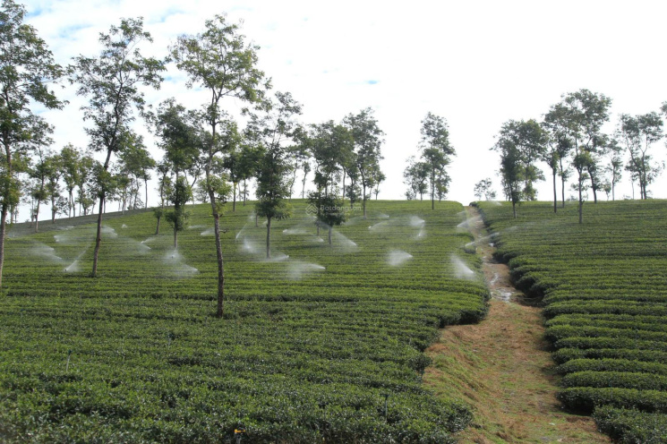 Đất đồi Bảo Lộc. Đất view đồi săn mây xã Dambri