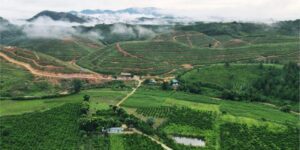 Đất rẫy Bảo Lộc tiềm năng