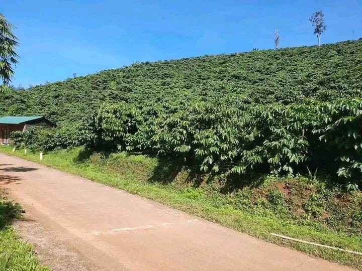 Đất rẫy Bảo Lộc. Đất rẫy xã Đại Lào – xanh mát, thơ mộng, giàu tiềm năng