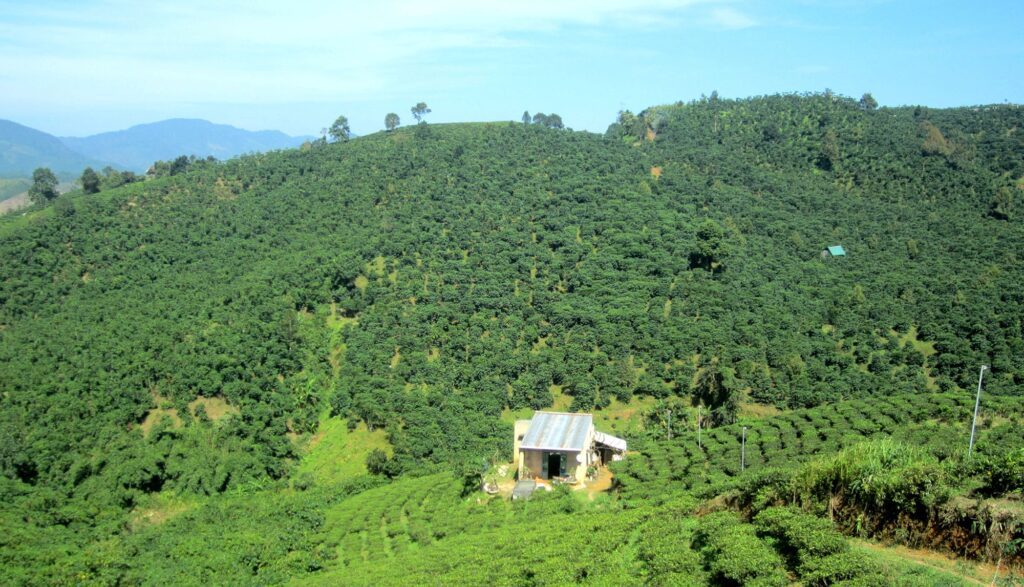 Đất rẫy Bảo Lộc. Đất rẫy Lộc Châu – xanh mát, rộng thoáng, lý tưởng an cư và đầu tư