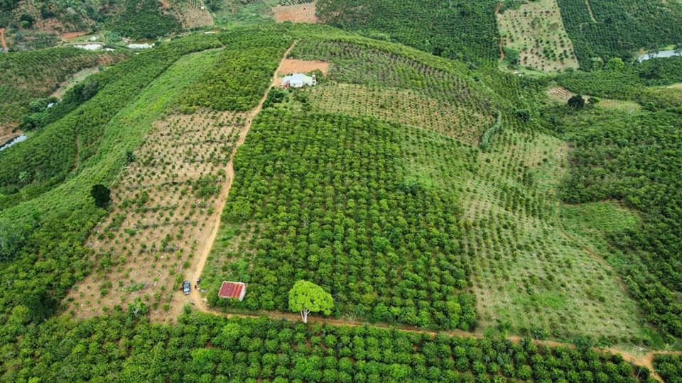 Đất rẫy Bảo Lộc. Đất rẫy Lộc Thanh – xanh mát, tiềm năng, đầy hứa hẹn