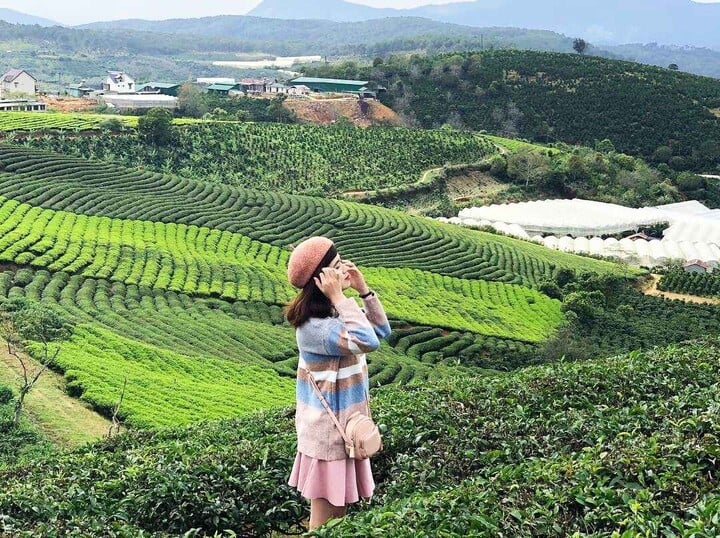 Bảo Lộc về đêm. Vẻ đẹp xanh mướt của đồi chè Tâm Châu