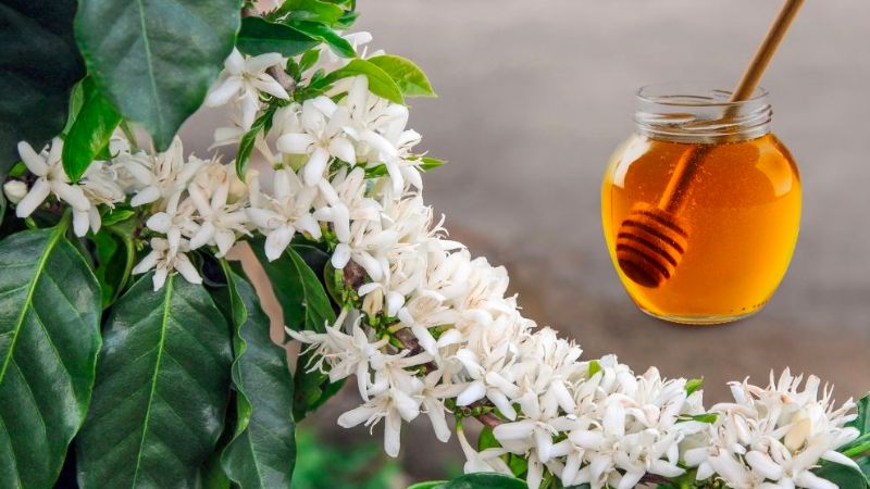 Bảo Lộc farm. Mật ong hoa cà phê  Bảo Lộc – ngọt dịu, thơm ngát hương cao nguyên