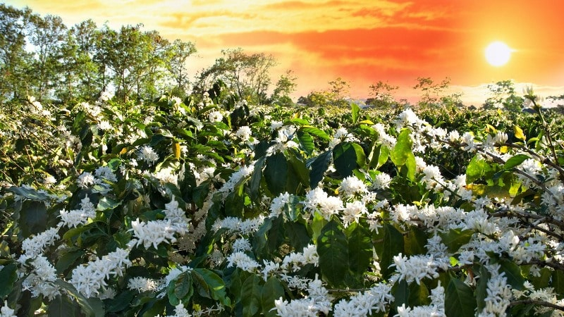 Đất Bảo Lộc. Thiên nhiên đẹp như bức tranh tại Bảo Lộc