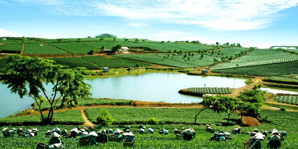 Bảo Lộc farm. Nông trường Tâm Châu – đồi chè xanh ngút ngàn giữa sương sớm mơ màng