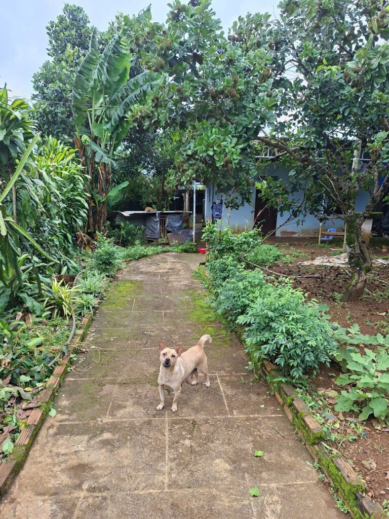 đất Bùi Thị Xuân P1 Bảo Lộc