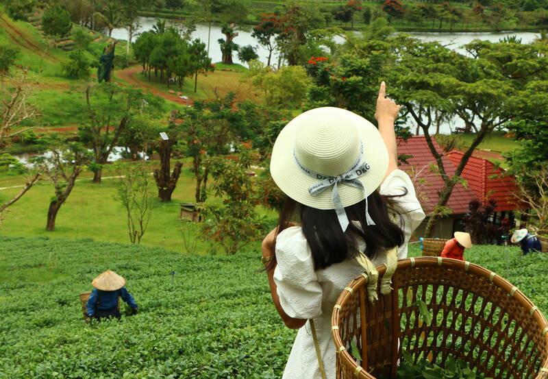 Bảo Lộc farm. Tâm Châu Farm – sương mờ, trà xanh, đẹp như tranh vẽ