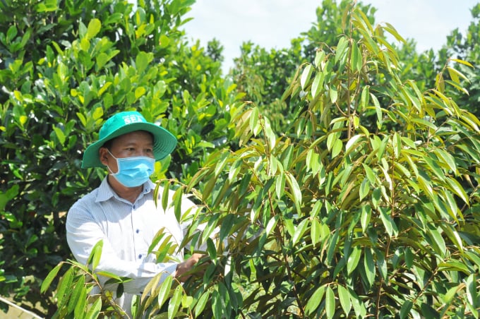 Các loại cây trồng ở Bảo Lộc. Mít xen sầu riêng tại Bảo Lộc – một vườn, hai lợi