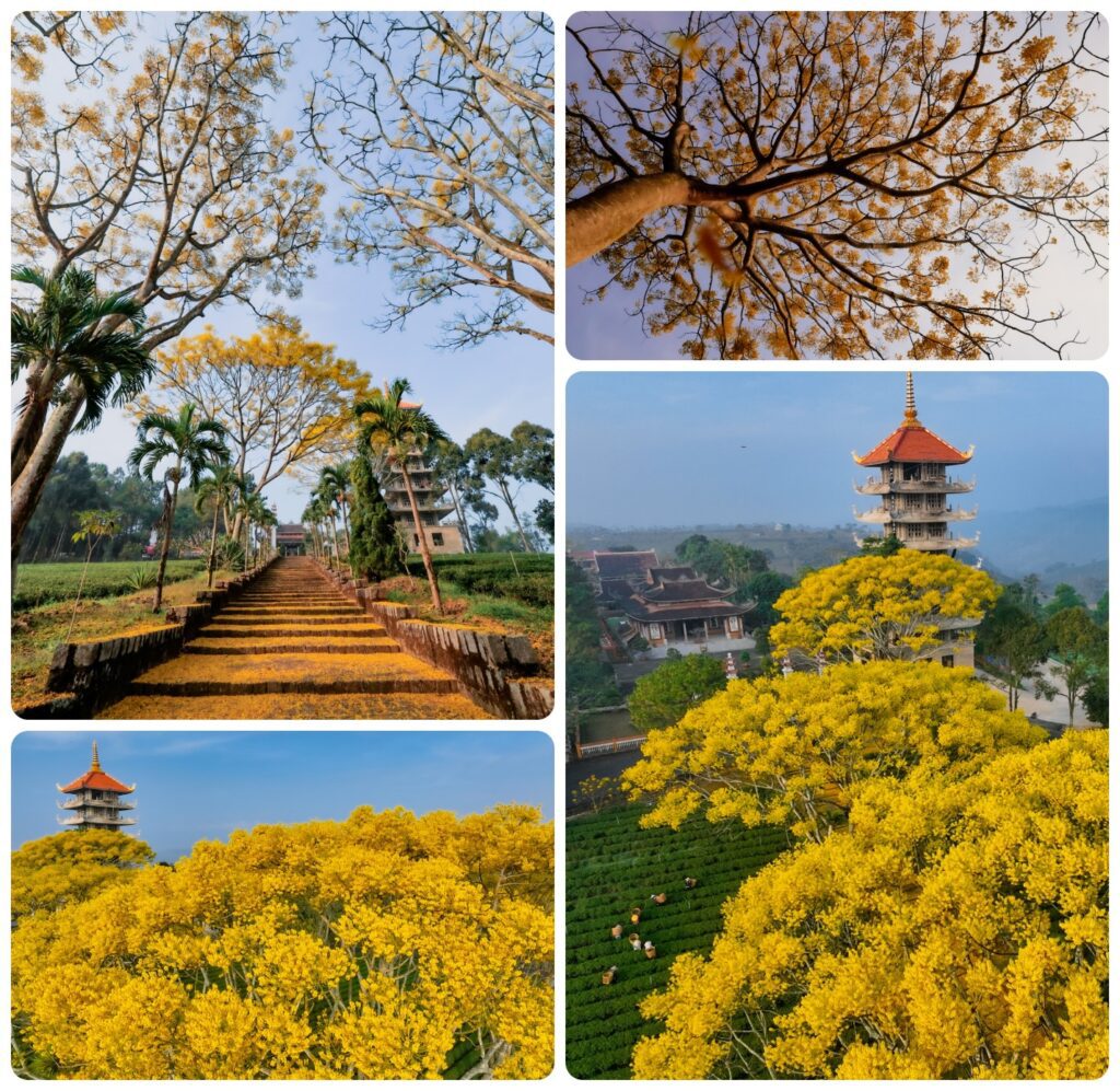 Tu viện Bát Nhã Bảo Lộc. Sắc vàng hoa kèn rợp trời, tô điểm Tu viện Bát Nhã an yên