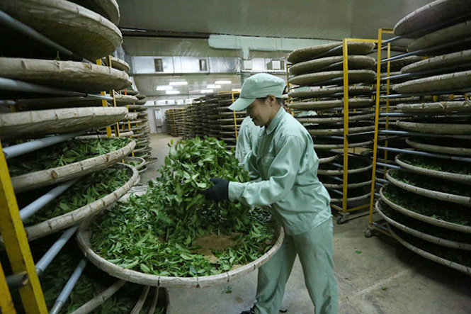 ông chủ của đồi chè Tâm Châu - quy trình sản xuất tại Tâm Châu Farm 