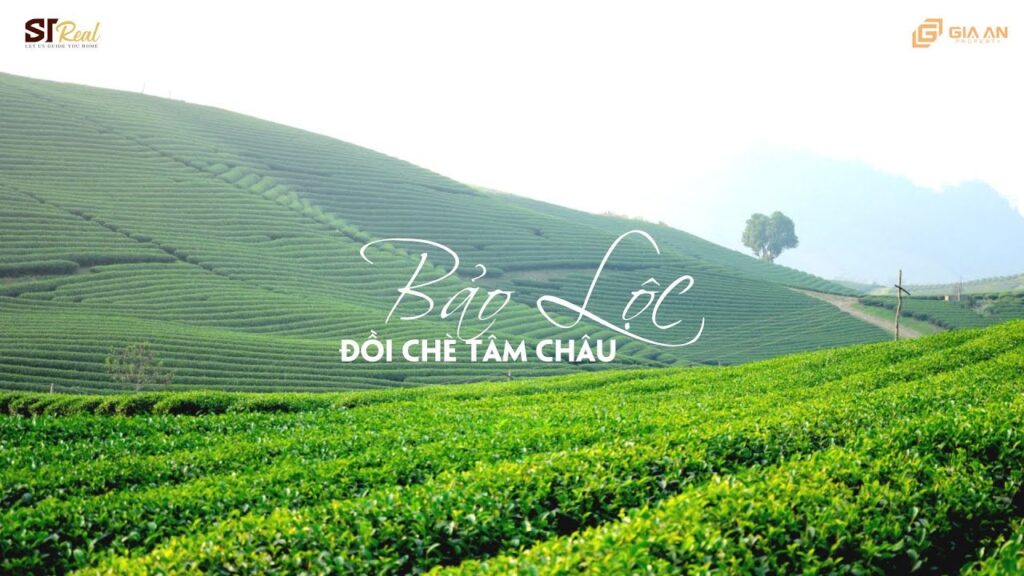 ông chủ của đồi chè Tâm Châu