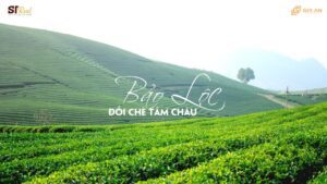 ông chủ của đồi chè Tâm Châu
