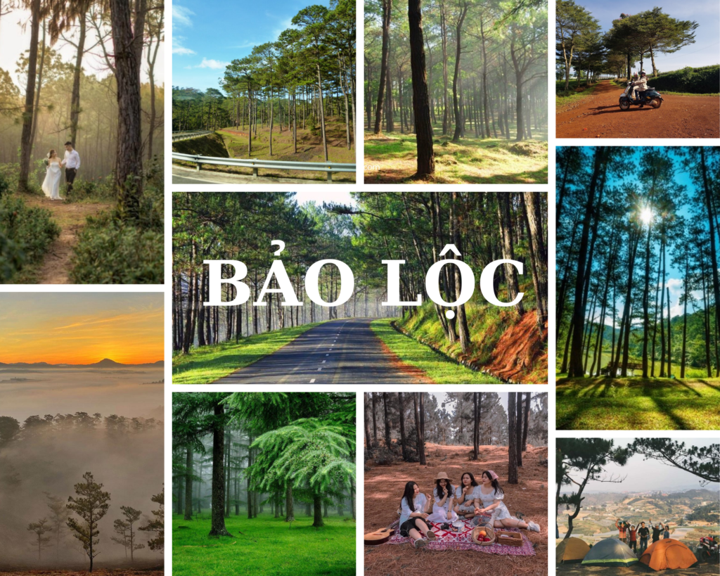 Đồi Thông Bảo Lộc