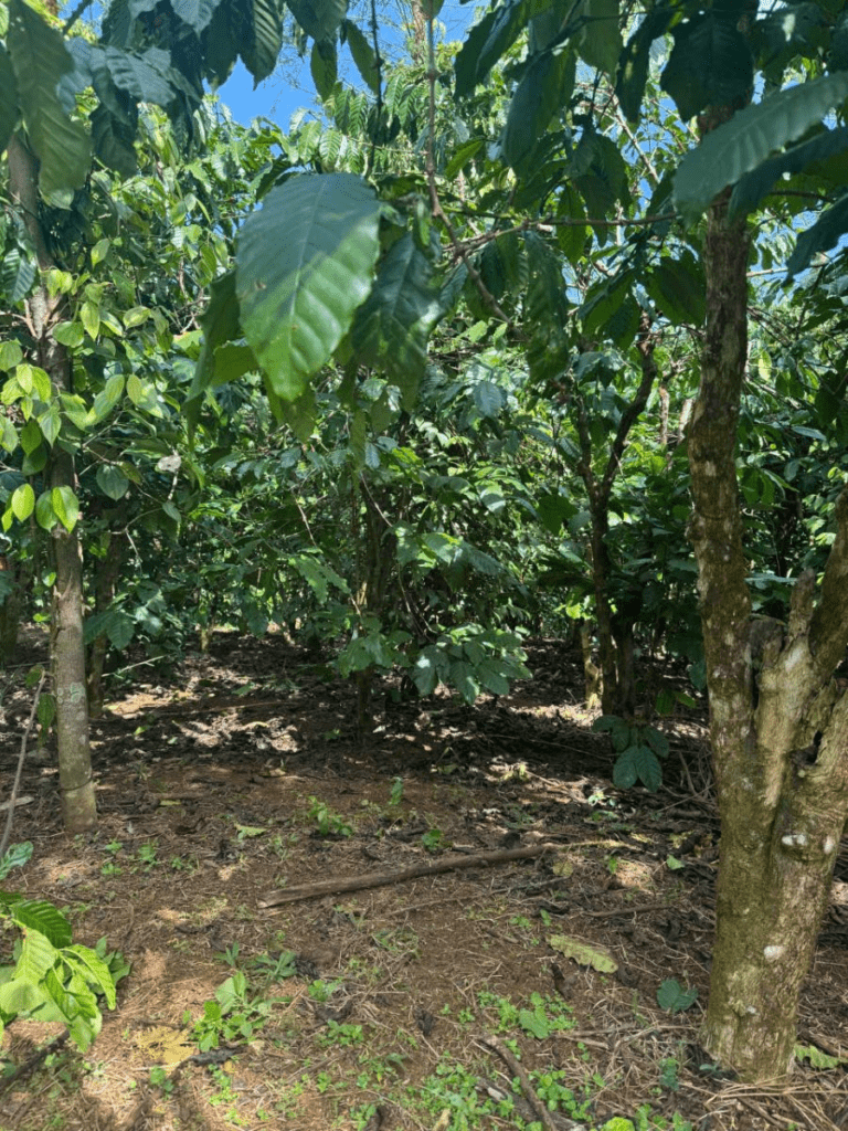 Đât Nền Bảo Lộc