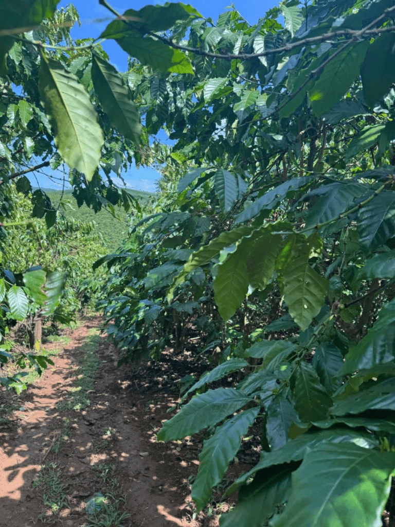 Đât Nền Bảo Lộc