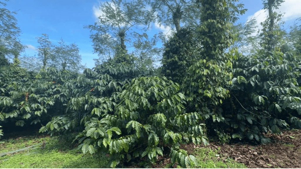 Đât Nền Bảo Lộc