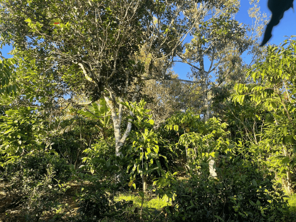 Đất Nền Bảo Lộc 