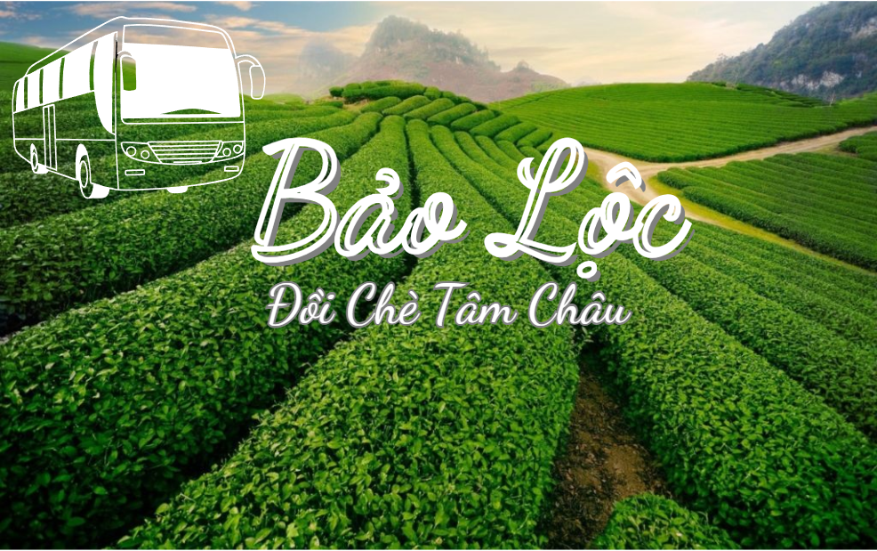 Đồi Chè Tâm Châu Bảo Lộc