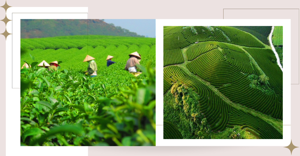 Hình ảnh mô tả vẻ đẹp Đồi Chè Tâm Châu