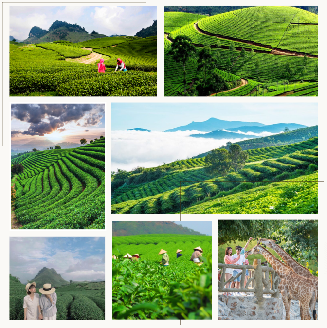 Đồi Chè Tâm Châu