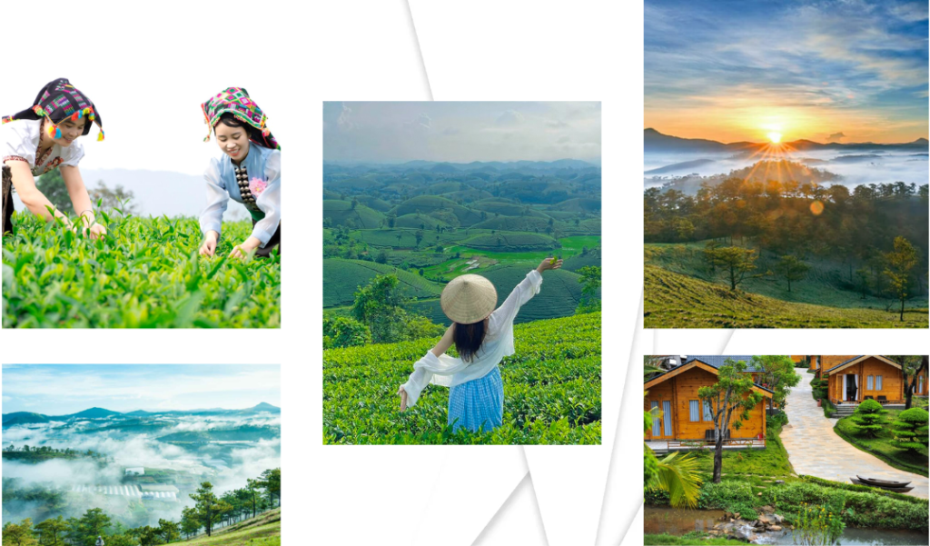 Đồi Chè Tâm Châu - Hình ảnh trải nghiệm thực tế 