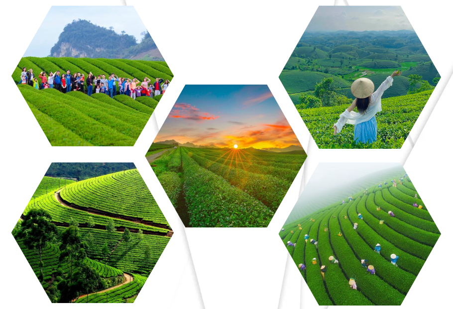 Check-in, chụp ảnh tại Đồi chè Tâm Châu