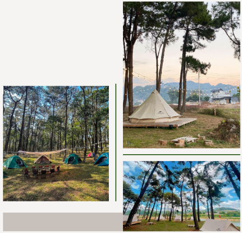 Hình ảnh khu vực cắm trại tại Bảo Lộc trong rừng thông