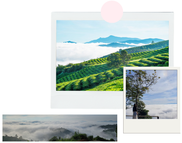 Hình Ảnh Săn Mây Bảo Lộc Tại Đồi Chè Tâm Châu