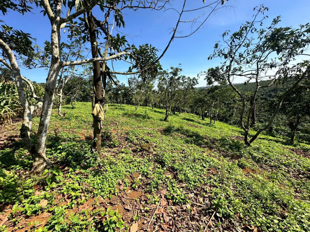 Mua đất Bảo Lộc Lâm Đồng