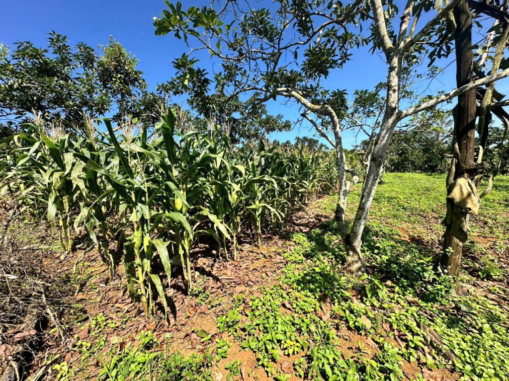 Mua Đất Nền Bảo Lộc Lâm Đồng