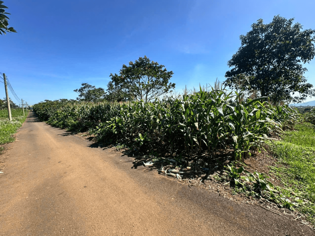 Mua Đất Nền Bảo Lộc Lâm Đồng