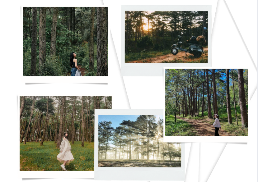 Hình ảnh trải nghiệm thực tế tại đồi thông Bảo Lộc