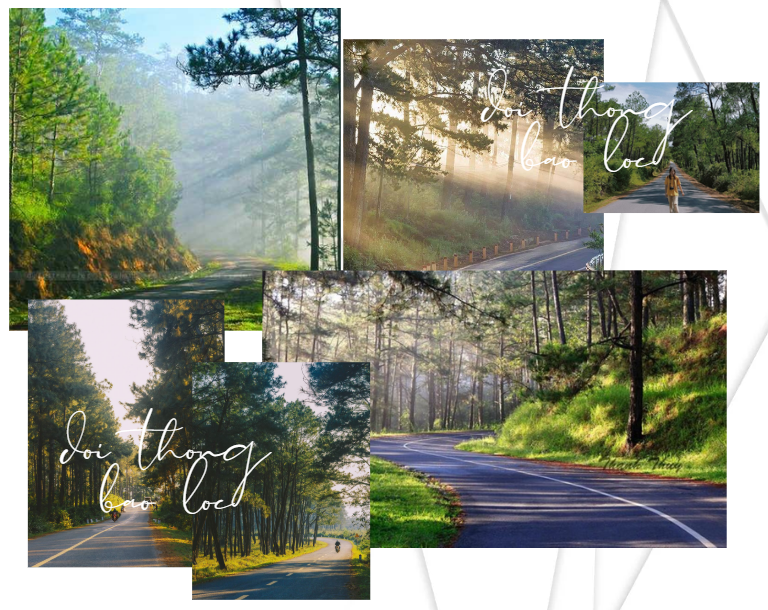 Hình ảnh đồi thông ven các tuyến đường ngoại ô