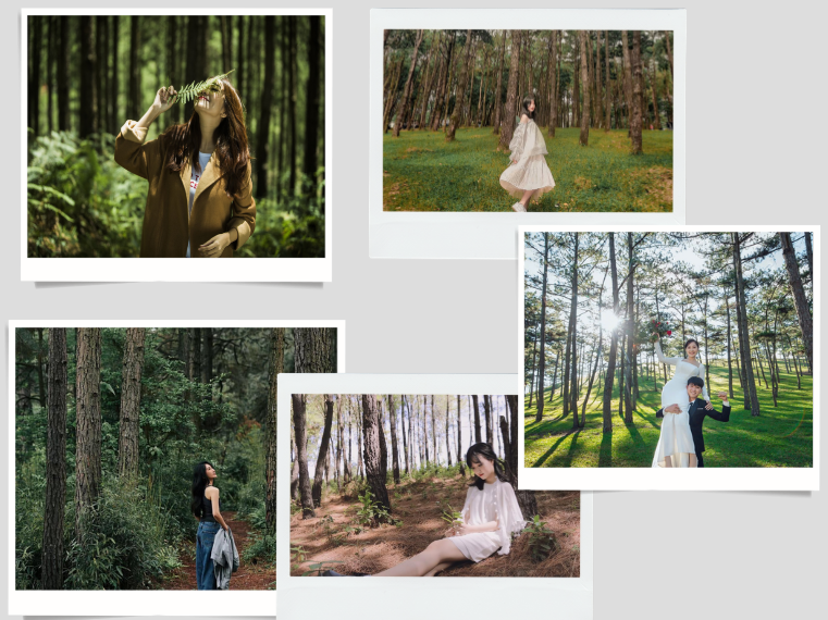 Hình ảnh check-in và chụp ảnh tại đồi thông Bảo Lộc