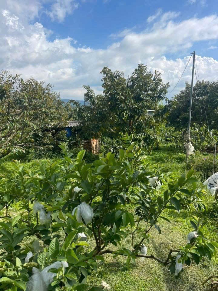 Mua đất nghỉ dưỡng Bảo Lộc