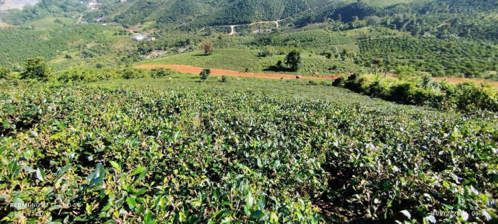 Mua đất view mây bảo lộc