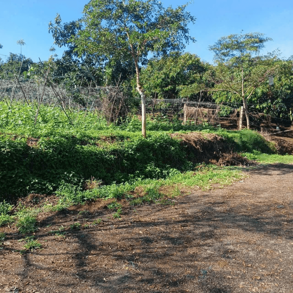 Mua đất trung tâm Bảo Lộc