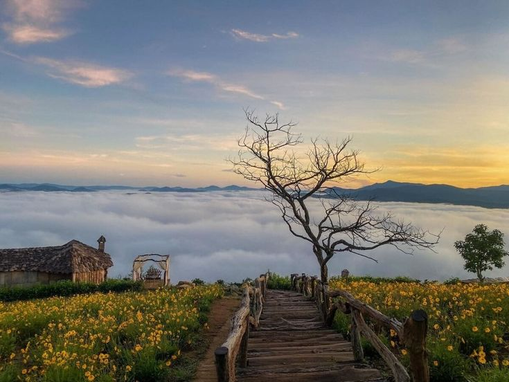 Hình ảnh đồi mây Bảo Lộc