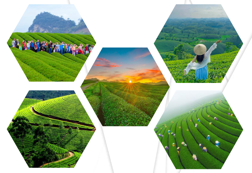 Dự án đất đồi chè Bảo Lộc