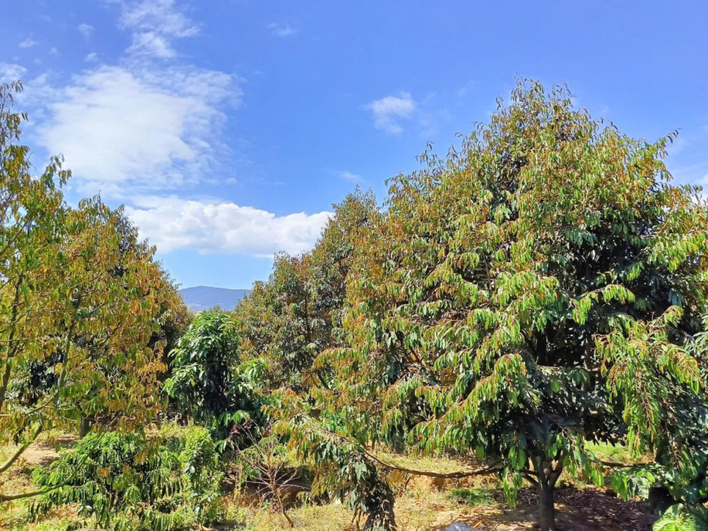 Đất Nền Bảo Lộc 