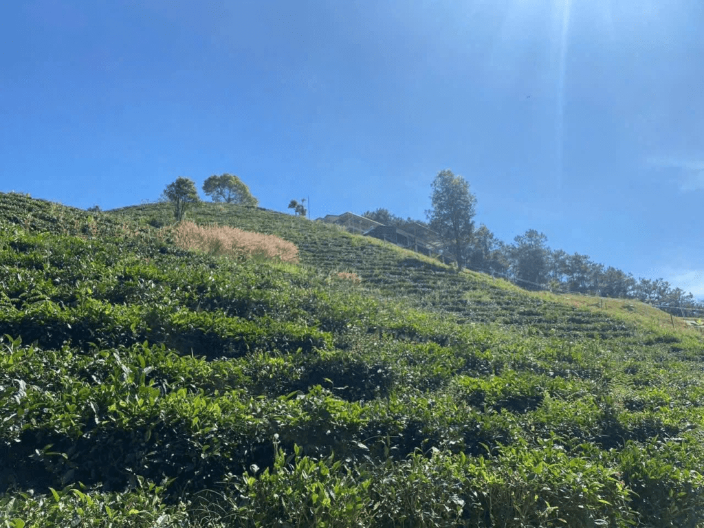 Mua đất vườn Bảo Lộc 