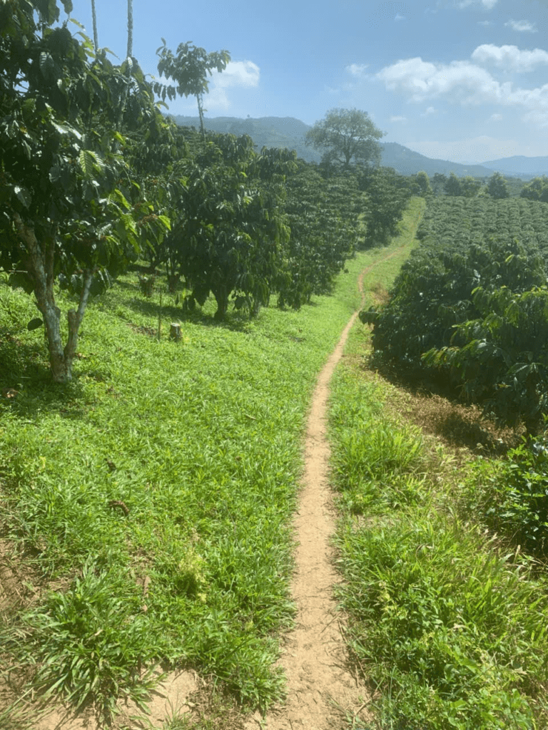 Mua đất trung tâm Bảo Lộc