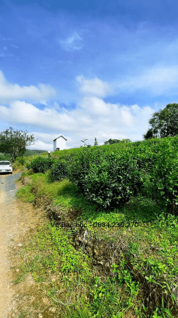 Mua đất thổ cư ngay trung tâm Bảo Lộc