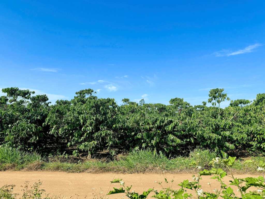 Mua đất thổ cư trung tâm Bảo Lộc